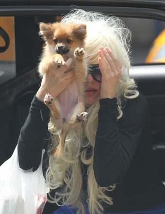 Video! Amanda Bynes Tries to Save Her Gasoline-Soaked Dog