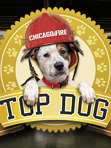 ‘Chicago Fire’ Seeks to Honor Top Firehouse Dog