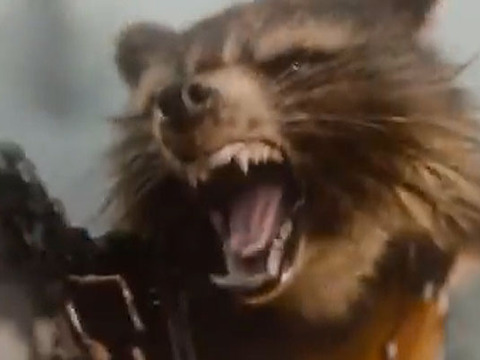 racoon