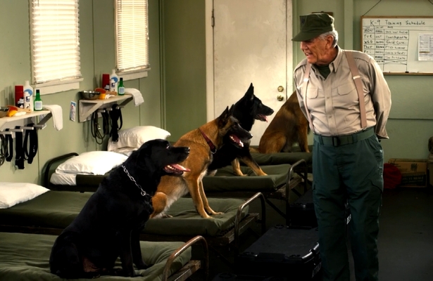 'Saving Private K-9' Sneak Peek! The Story of the Real-Life Dogs of War